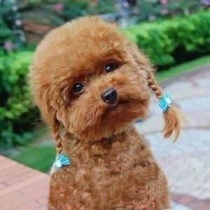 Meet your Posher, Thuanmai